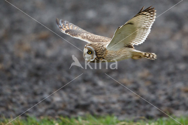 Short-eared Owl (Asio flammeus)