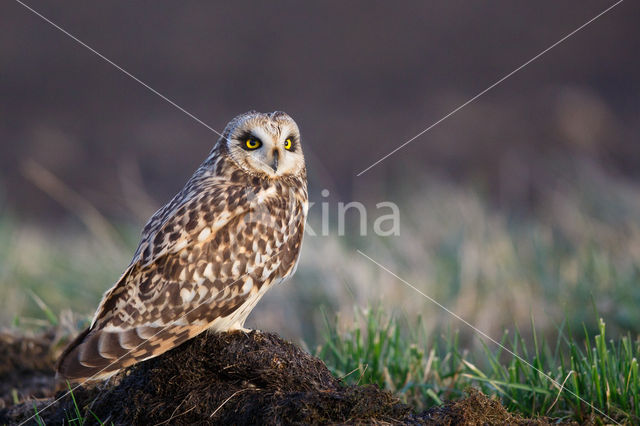 Short-eared Owl (Asio flammeus)