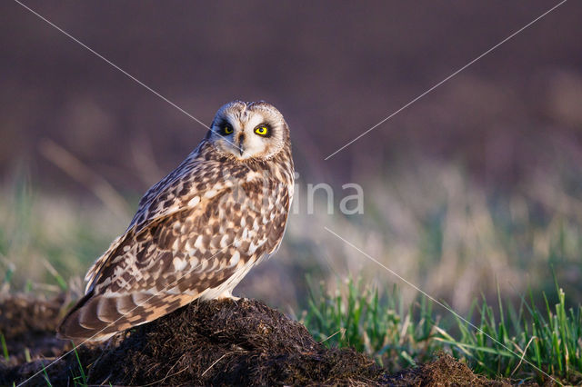 Short-eared Owl (Asio flammeus)