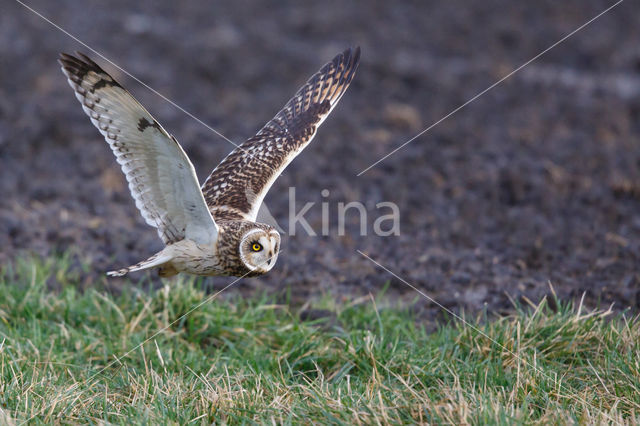 Short-eared Owl (Asio flammeus)