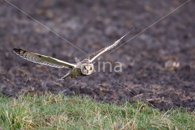 Short-eared Owl (Asio flammeus)