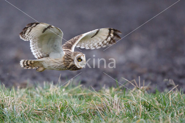 Short-eared Owl (Asio flammeus)