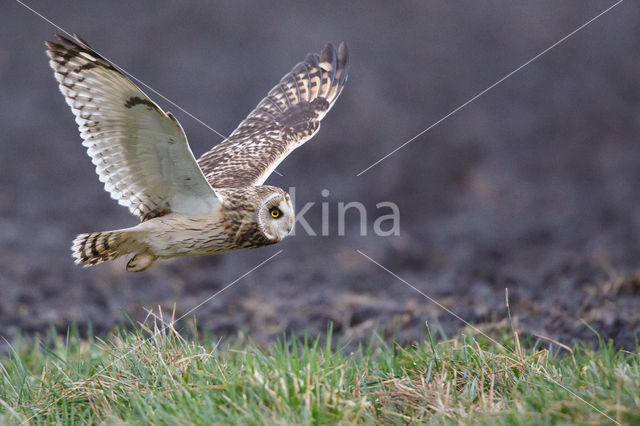 Short-eared Owl (Asio flammeus)