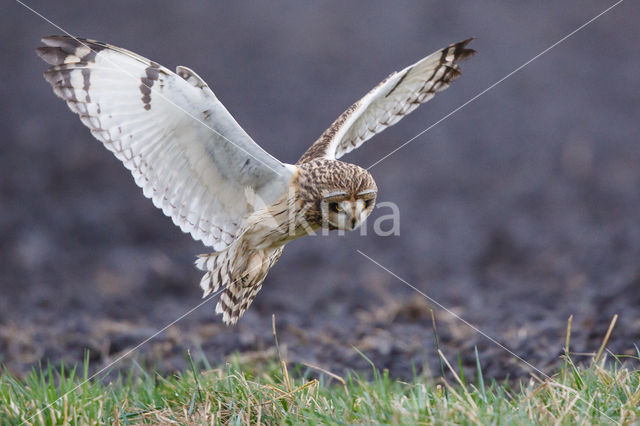 Velduil (Asio flammeus)