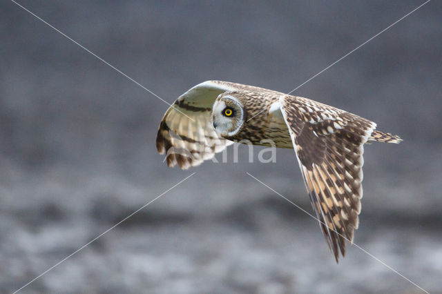 Short-eared Owl (Asio flammeus)