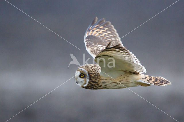 Short-eared Owl (Asio flammeus)