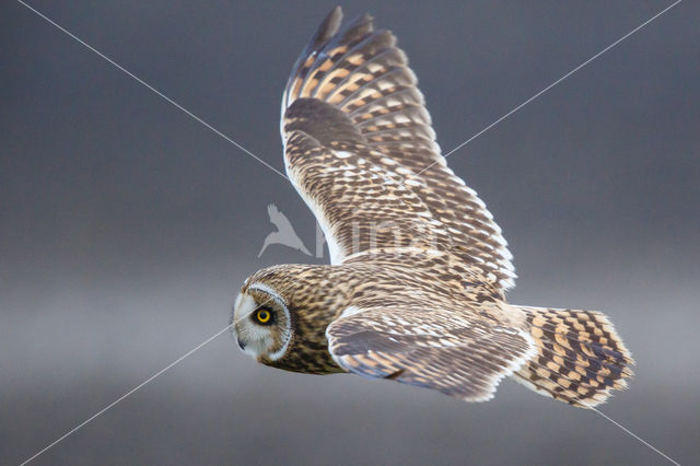 Short-eared Owl (Asio flammeus)