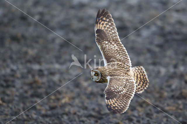 Short-eared Owl (Asio flammeus)