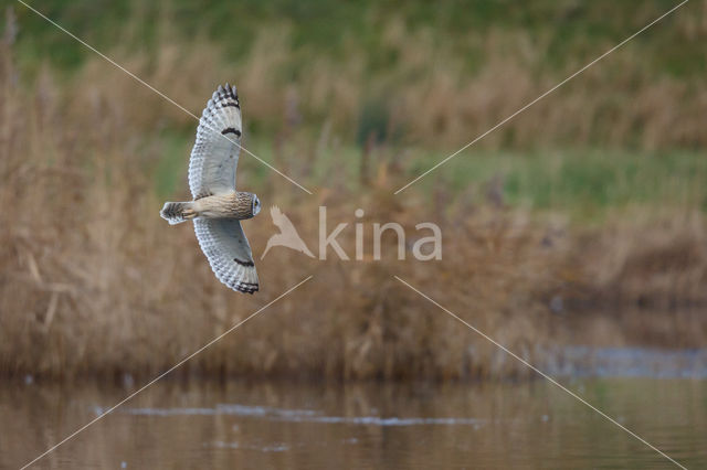 Short-eared Owl (Asio flammeus)