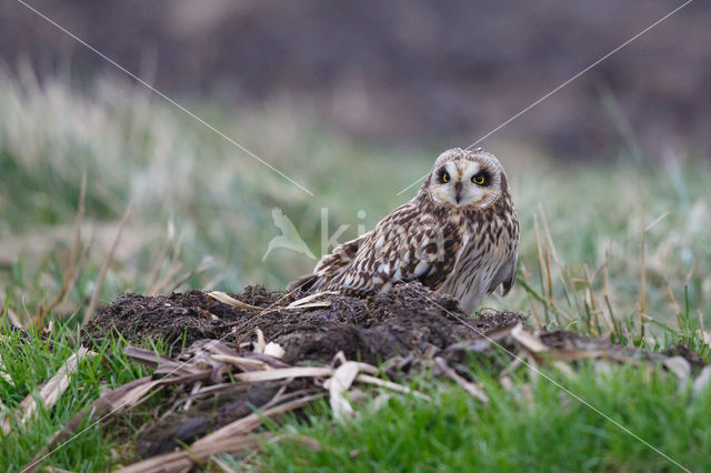 Short-eared Owl (Asio flammeus)