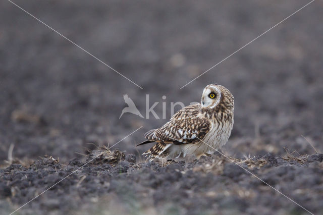 Short-eared Owl (Asio flammeus)