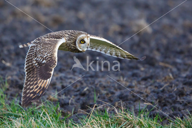 Short-eared Owl (Asio flammeus)