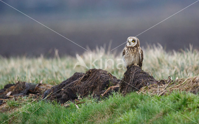 Short-eared Owl (Asio flammeus)