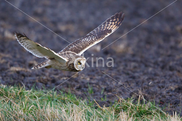 Short-eared Owl (Asio flammeus)