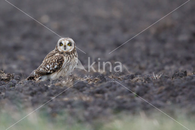 Short-eared Owl (Asio flammeus)