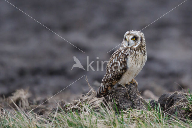 Short-eared Owl (Asio flammeus)