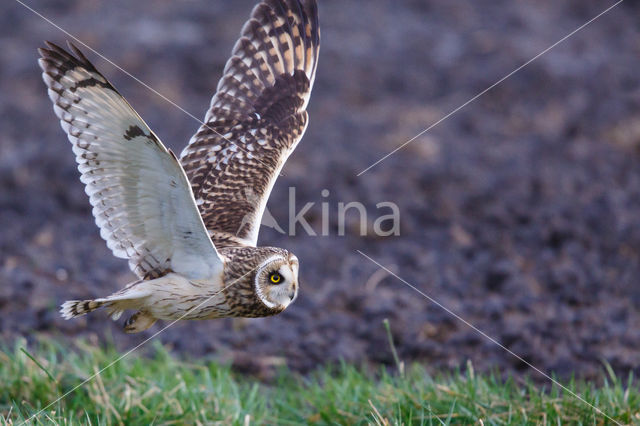 Short-eared Owl (Asio flammeus)