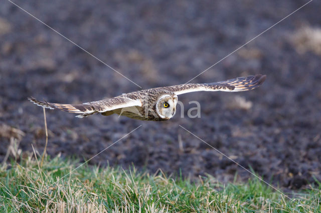 Short-eared Owl (Asio flammeus)