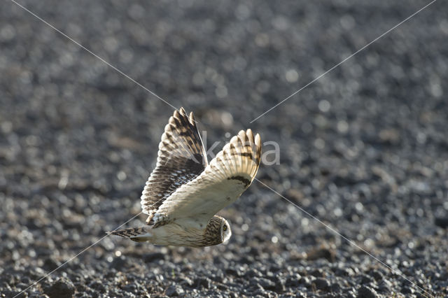 Short-eared Owl (Asio flammeus)