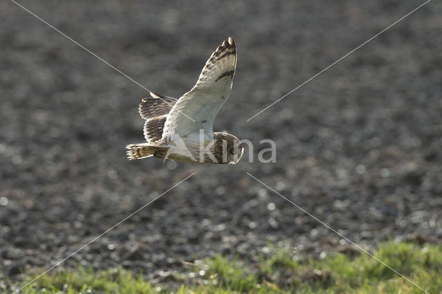 Short-eared Owl (Asio flammeus)