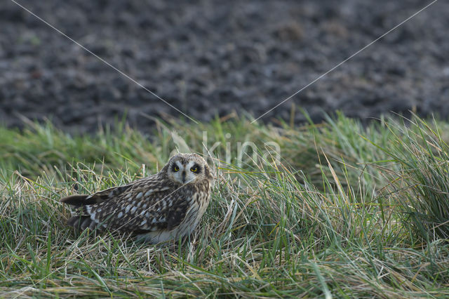 Short-eared Owl (Asio flammeus)