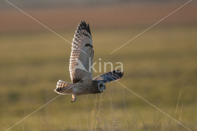 Short-eared Owl (Asio flammeus)