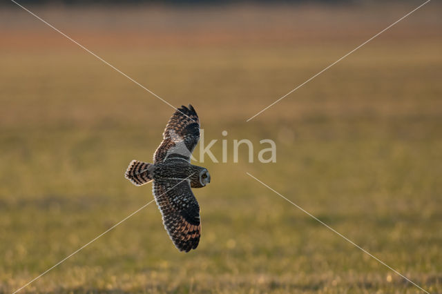 Short-eared Owl (Asio flammeus)