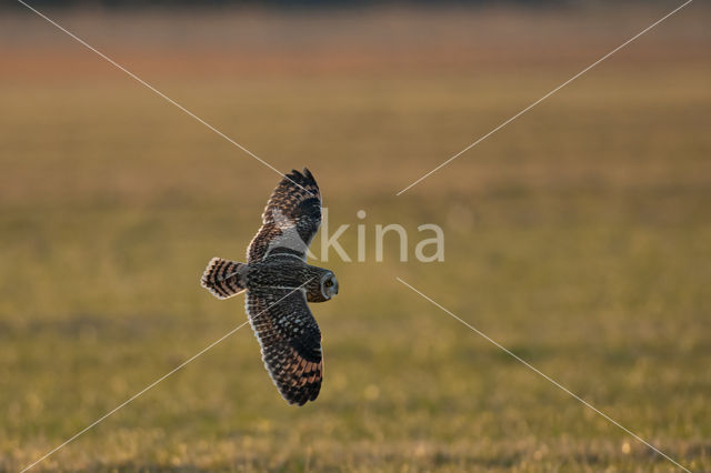 Short-eared Owl (Asio flammeus)