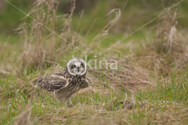 Short-eared Owl (Asio flammeus)