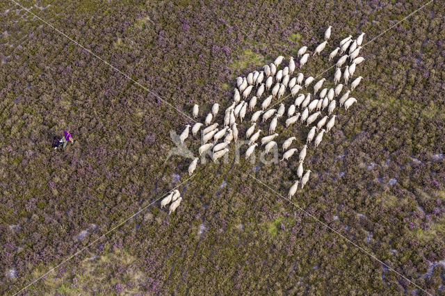 Veluws heideschaap (Ovis domesticus)