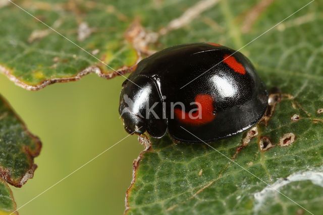 4 spot Ladybird