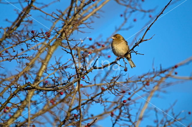 Chaffinch (Fringilla coelebs)