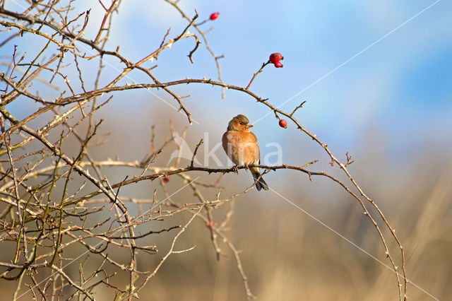 Vink (Fringilla coelebs)