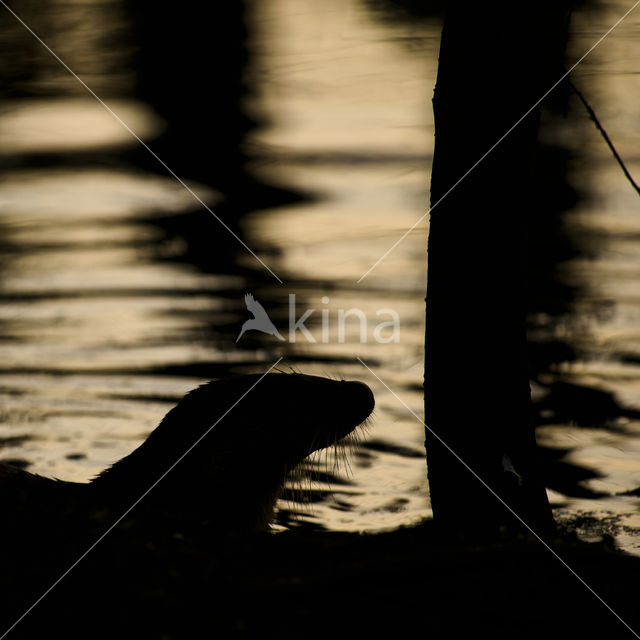 European Otter (Lutra lutra)