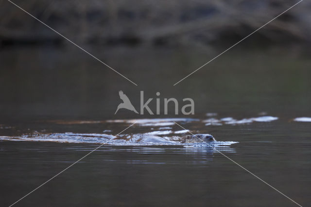 European Otter (Lutra lutra)