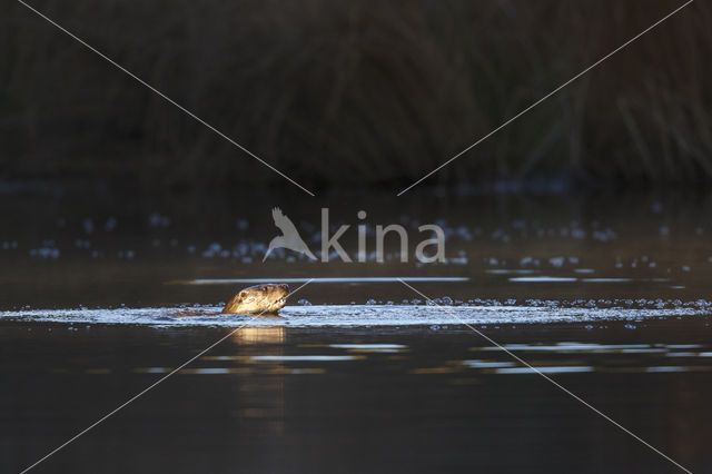 European Otter (Lutra lutra)