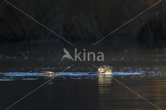 European Otter (Lutra lutra)