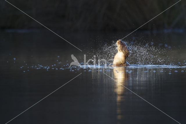 European Otter (Lutra lutra)