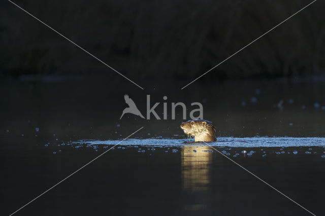 European Otter (Lutra lutra)