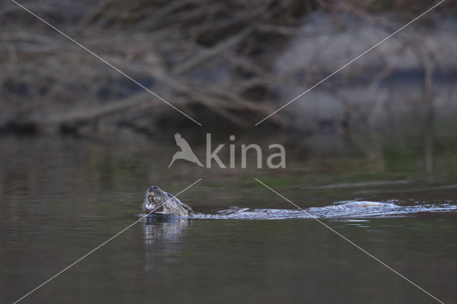 European Otter (Lutra lutra)