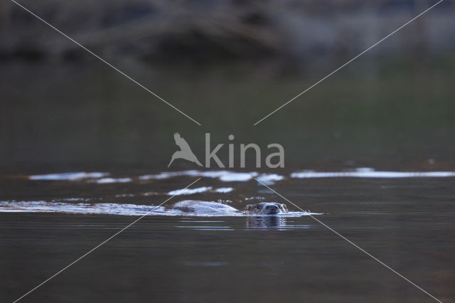 European Otter (Lutra lutra)