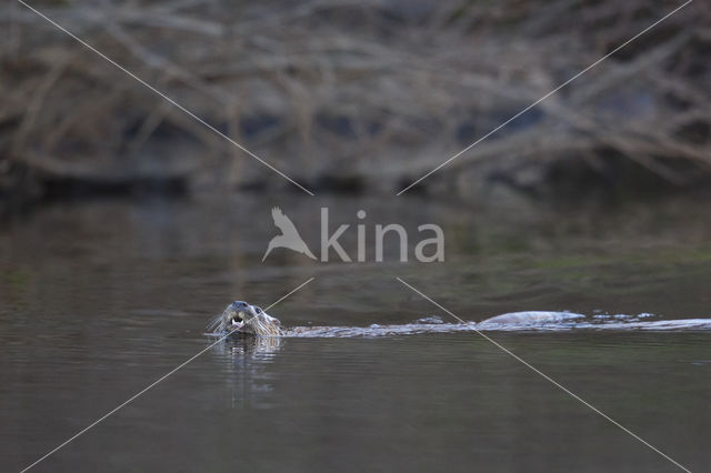 European Otter (Lutra lutra)