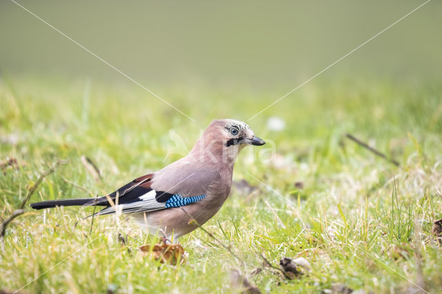 Vlaamse Gaai (Garrulus glandarius)