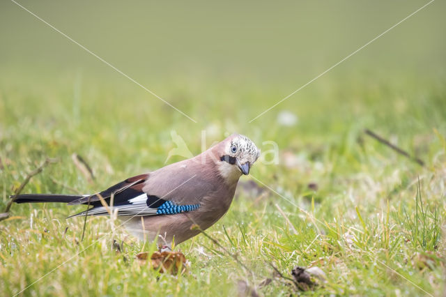 Vlaamse Gaai (Garrulus glandarius)