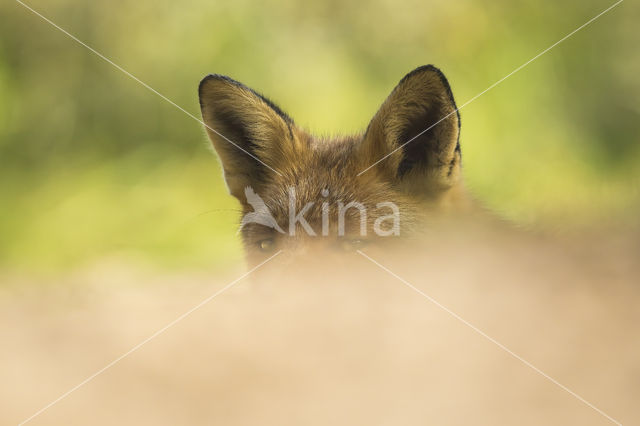 Fox (Vulpes vulpes)