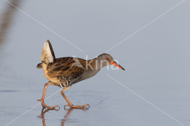 Waterrail (Rallus aquaticus)