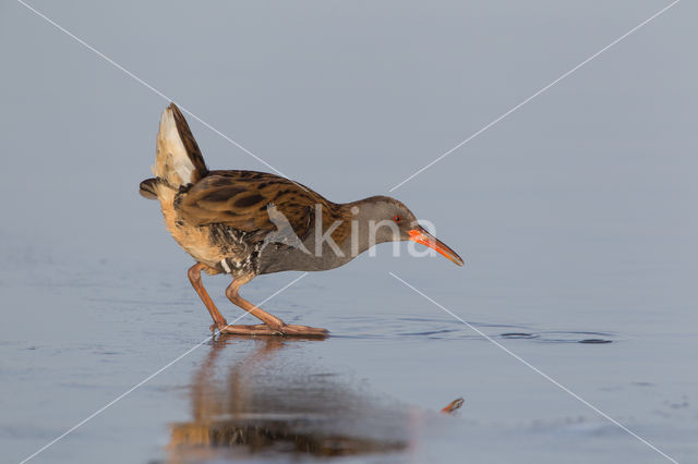 Waterrail (Rallus aquaticus)