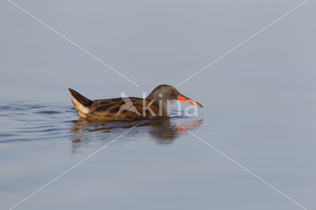 Waterrail (Rallus aquaticus)