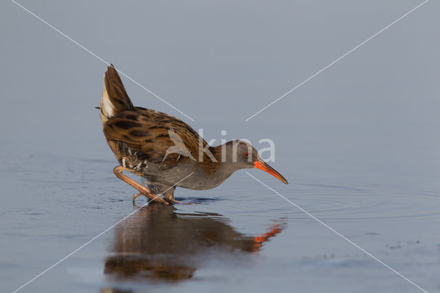 Waterrail (Rallus aquaticus)