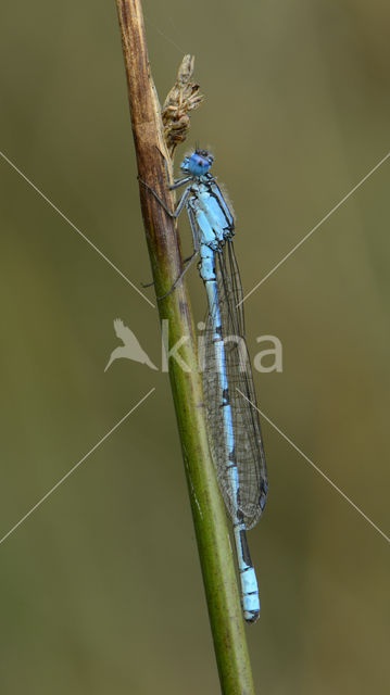 Common Blue Damselfly (Enallagma cyathigerum)